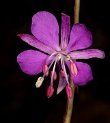 Chamerion angustifolium - Fireweed 20-1100